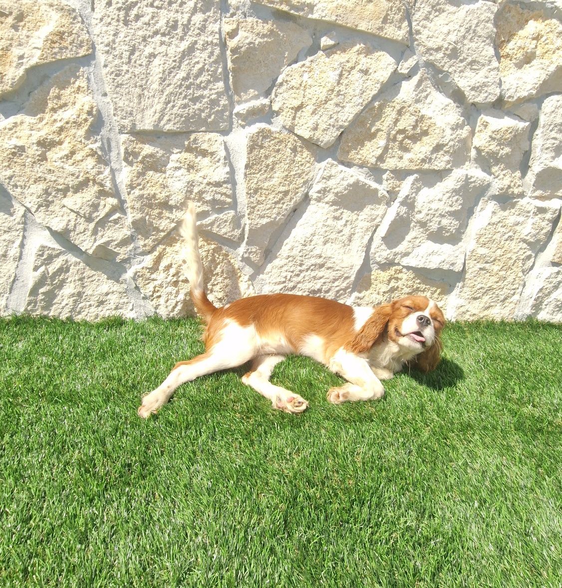 Cavalier King Charles