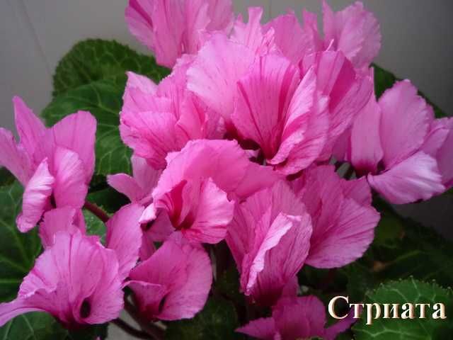 Семена цикламенов