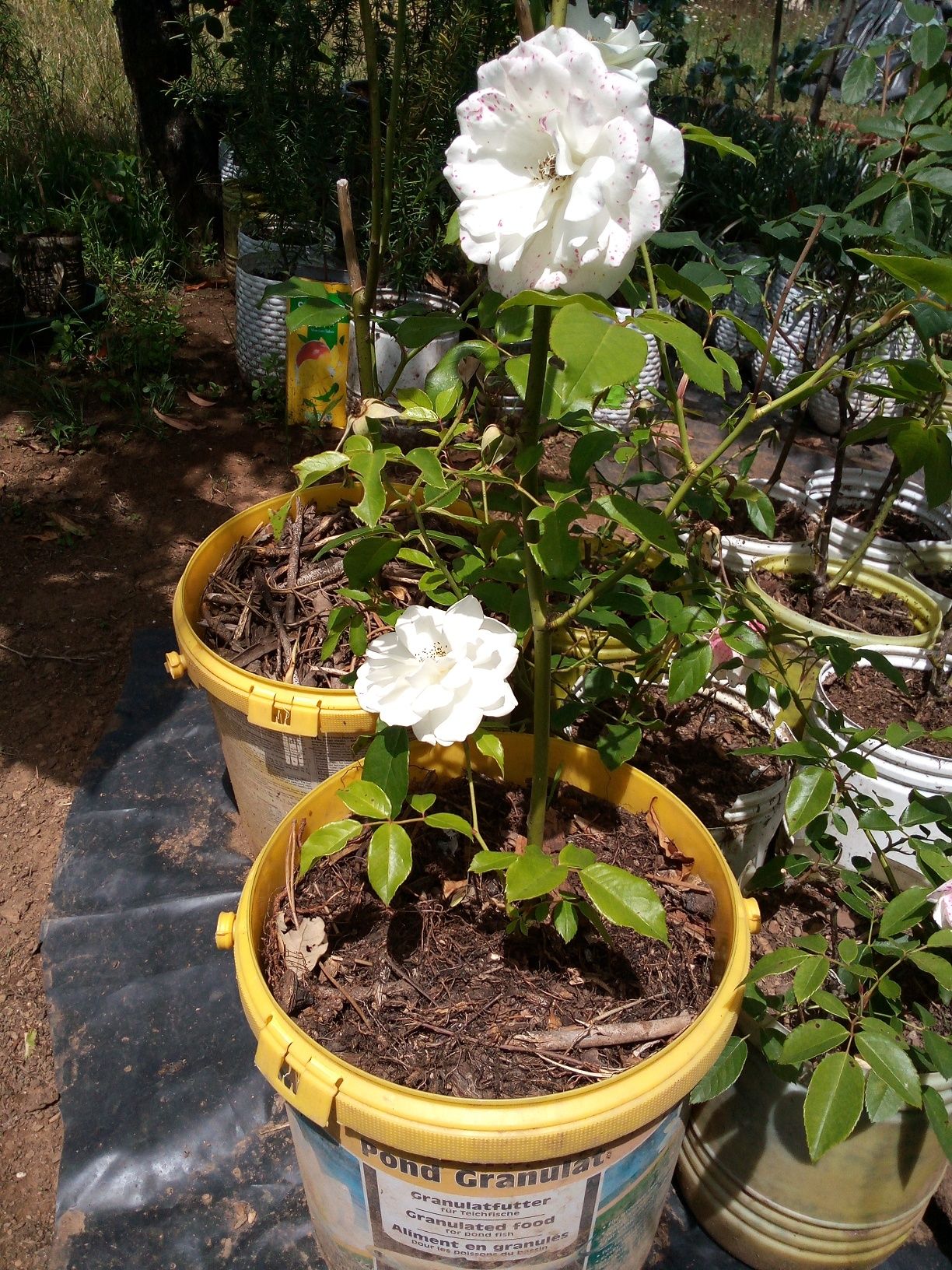 Roseiras! Brancas, amarelas, cor de rosa e vermelhas