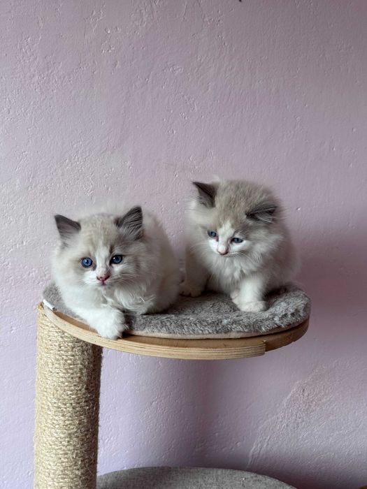 Kociaki ragdollki