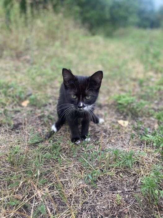 Вислоухая кошечка