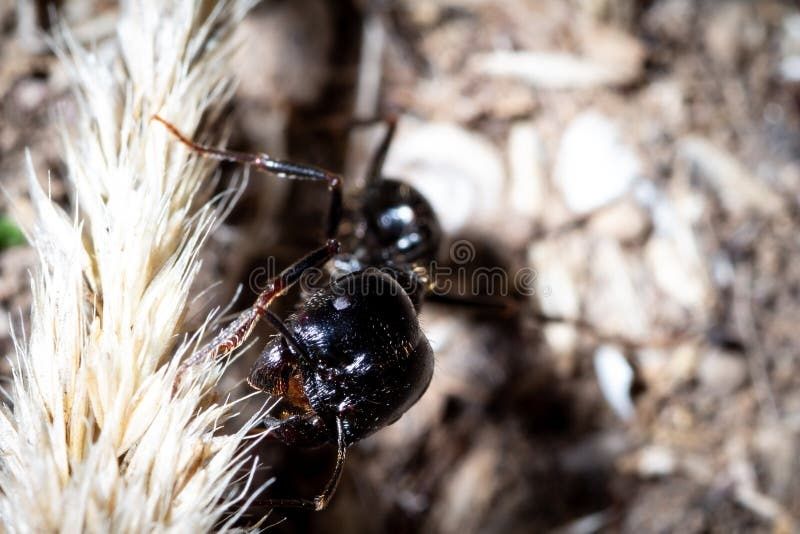 Мурахи Messor Capitatus ІСПАНІЯ | Колонії 2025| Муравьи | Фермы формик