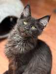 Czarny kocurek Maine Coon