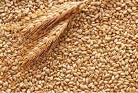 Продам пшеницю свіжого врожаю 2023