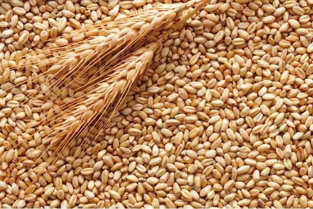 Продам пшеницю свіжого врожаю 2023