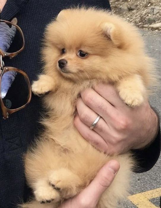 Spitz /lulu pomerania mini
