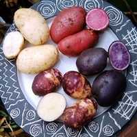 Кольорова картопля