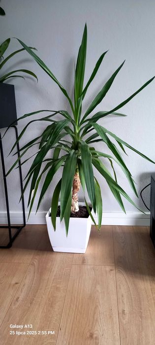 Juka w doniczce 100cm