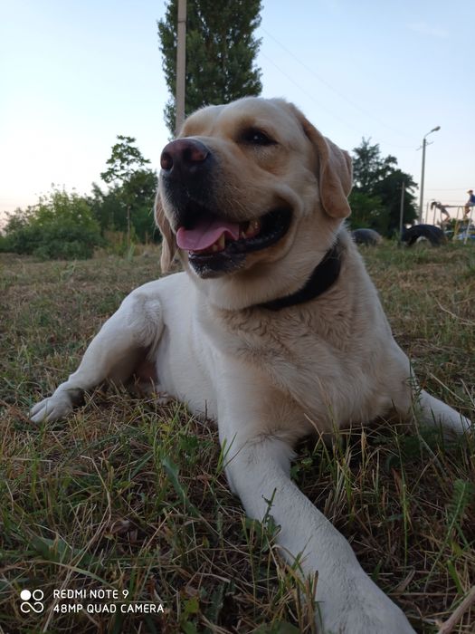 Вязка лабрадора !!!