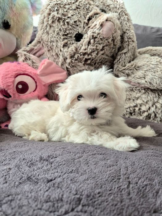 Maltańczyk szczenię piesek ZHPR