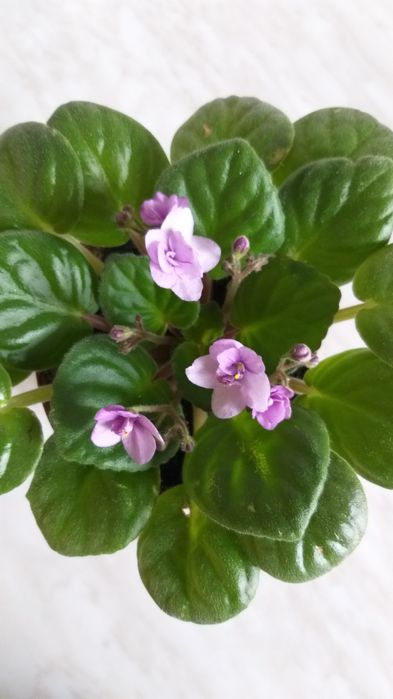 Продам пышную фиалочку, первый цвет, много бутонов или поменяюсь