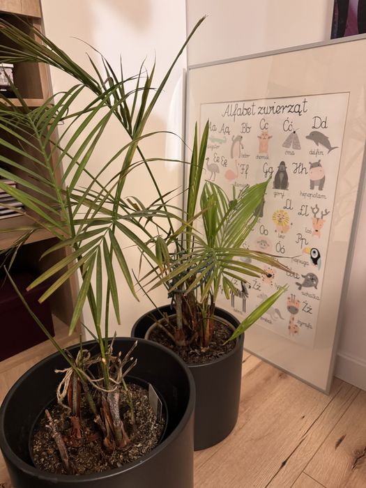 2 palmy areka w doniczce