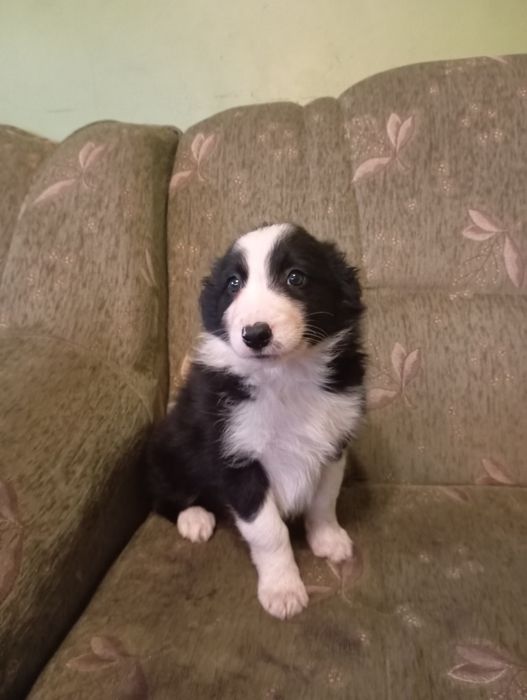 Piękny piesek border collie
