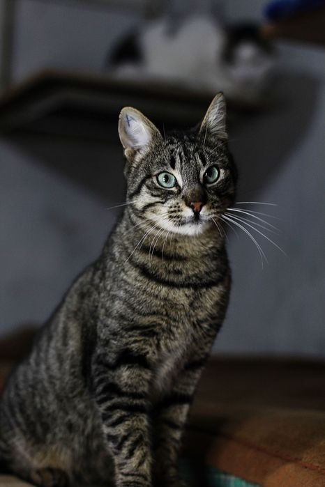 Винтик с особенным хвостиком из приюта бесплатно