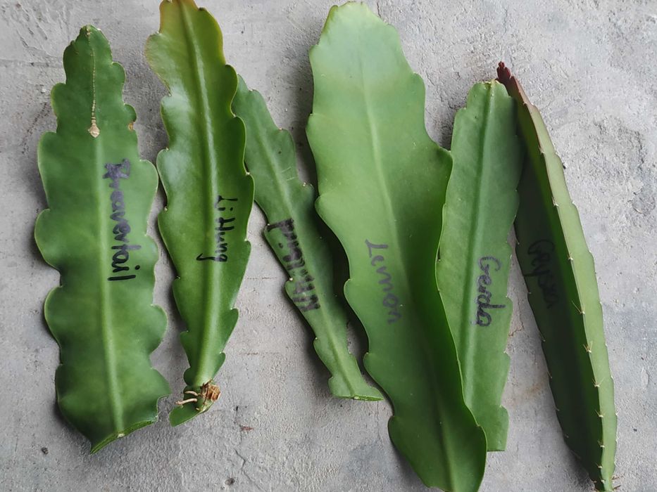 Epiphyllum Gerda. Li Hung Shan. Jennifer Ann. Sadzonki.