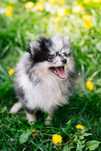 Szpic miniaturowy pomeranian
