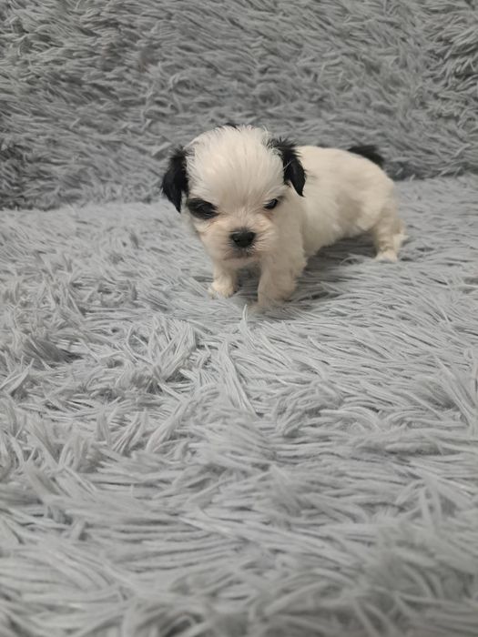 Zapraszam do rezerwacji  pieska  Shih tzu