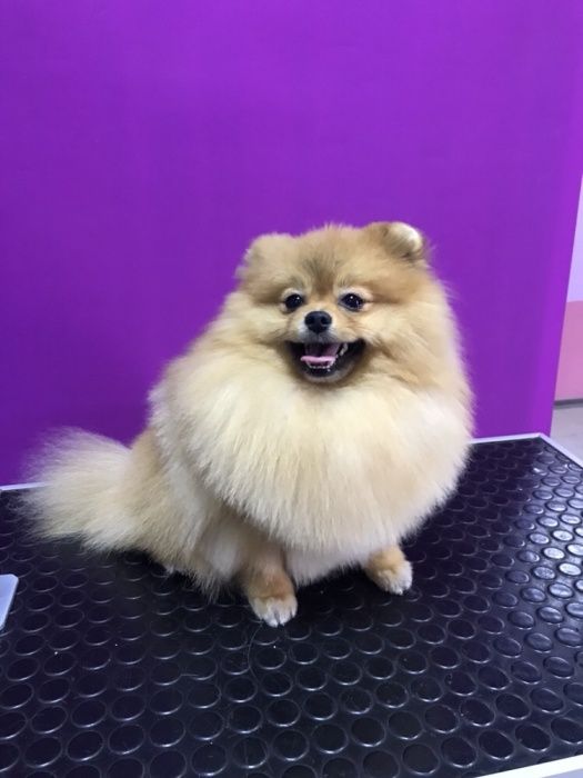 Стрижка, тримминг собак и кошек. Не дорого