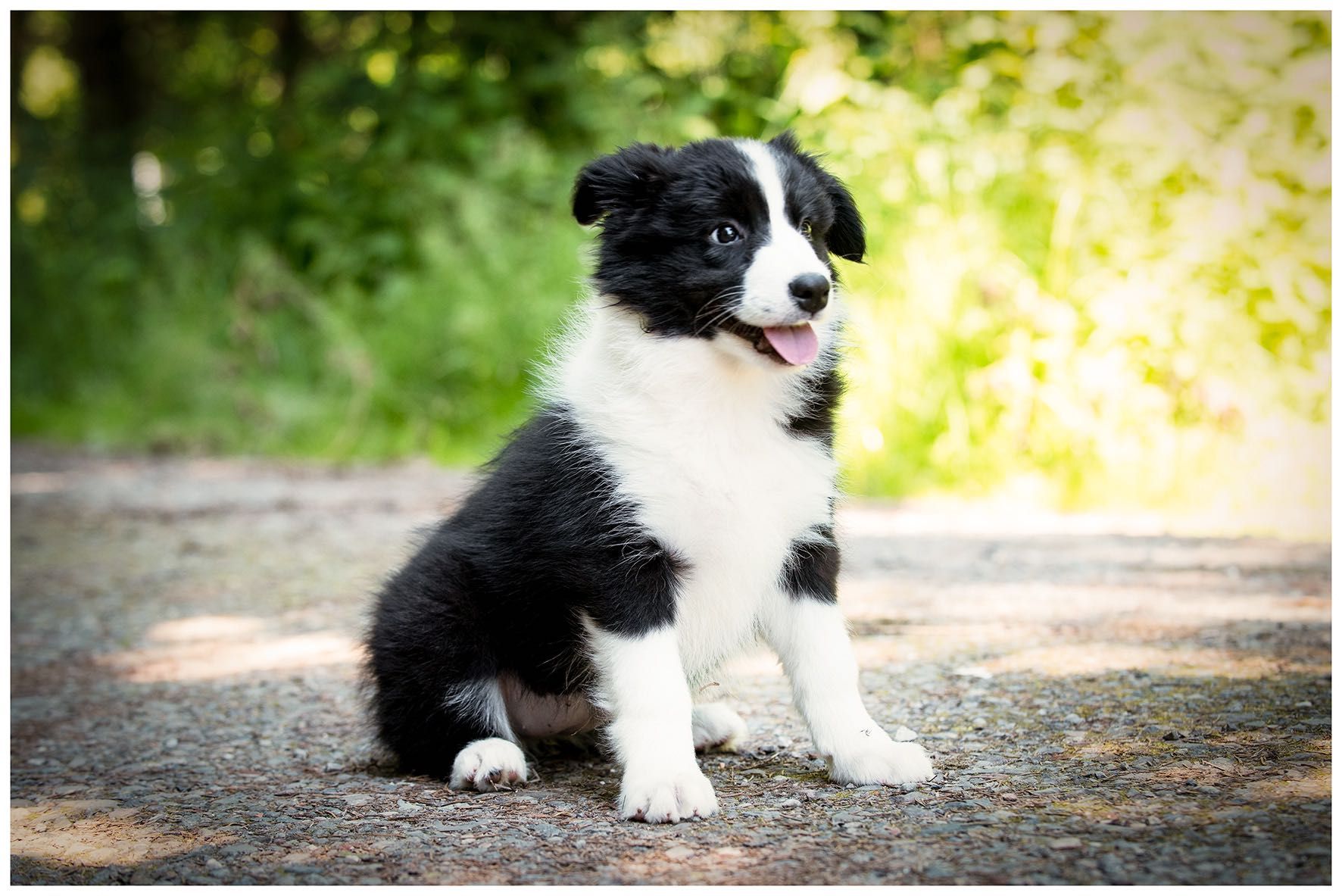 Border Collie ZKWP FCI