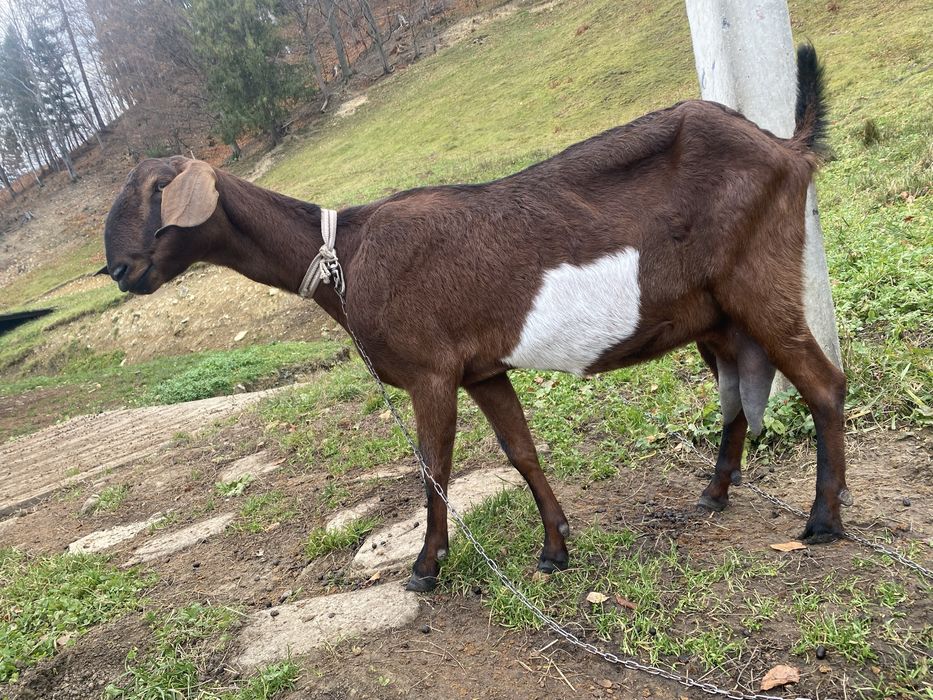 Англо-нубійська коза