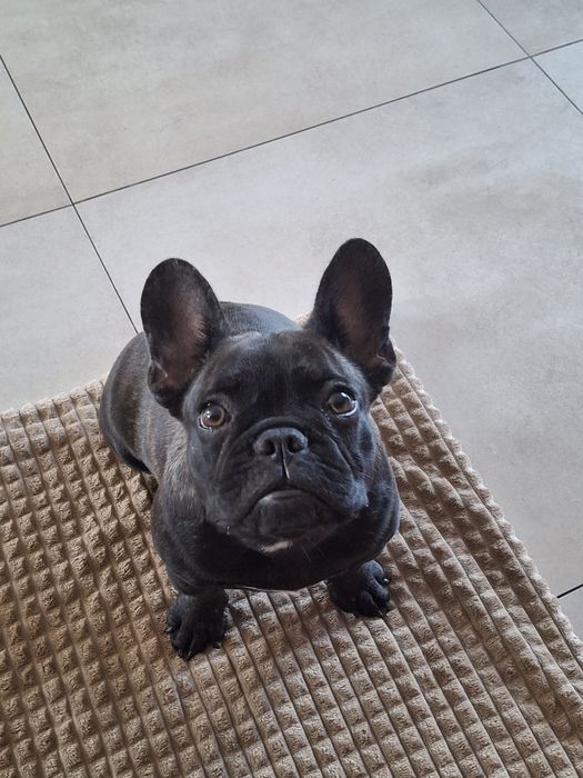 Buldog Francuski szczenię suczka