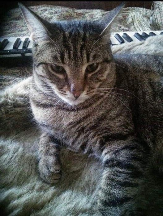 Котик шукає родину