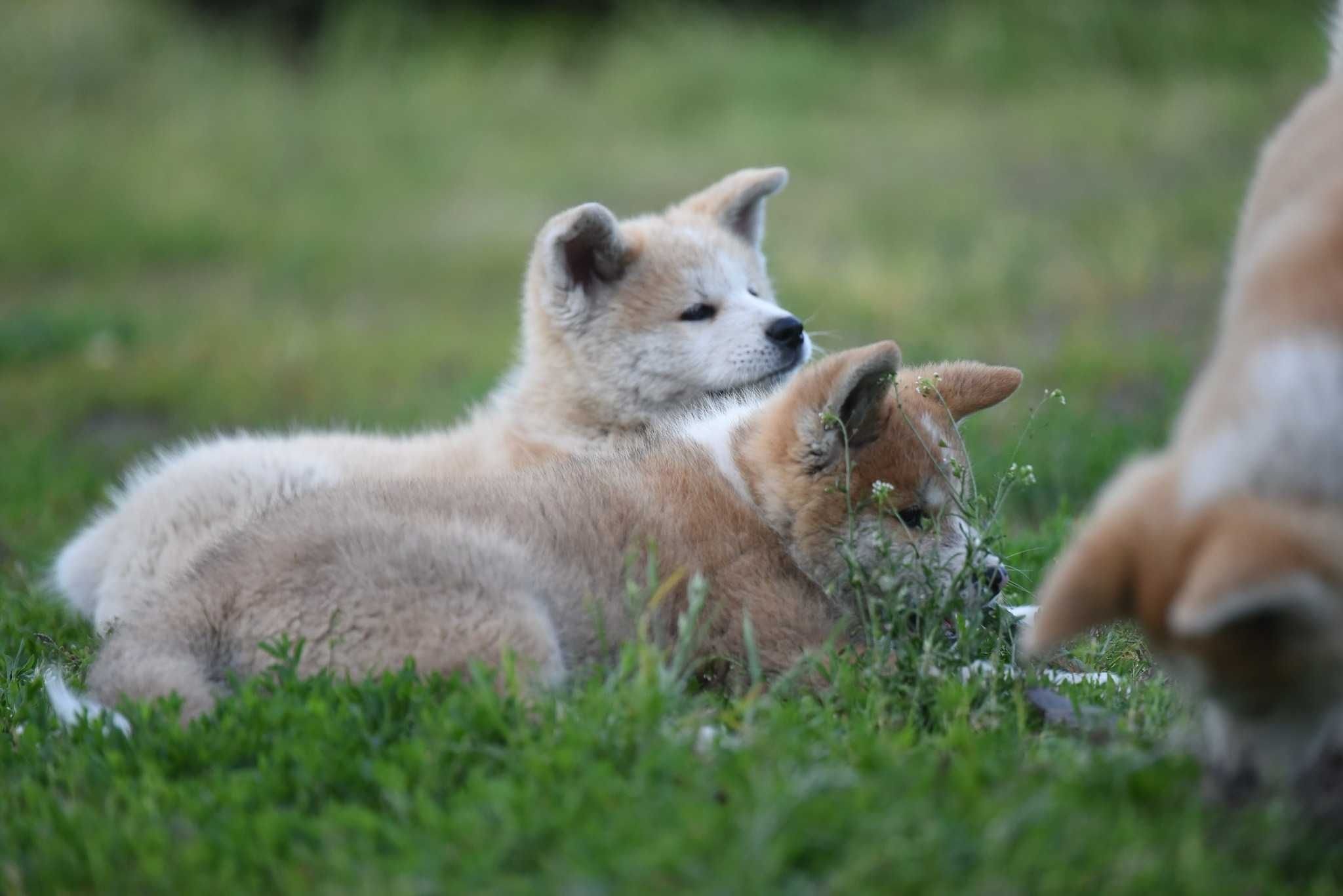 Akita Inu **Japońska** suka