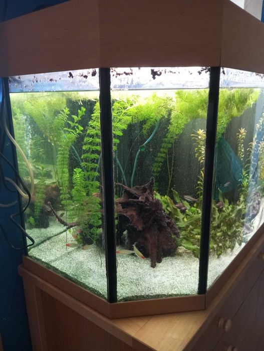 aquários de água doce e salgada de diferentes tamanhos