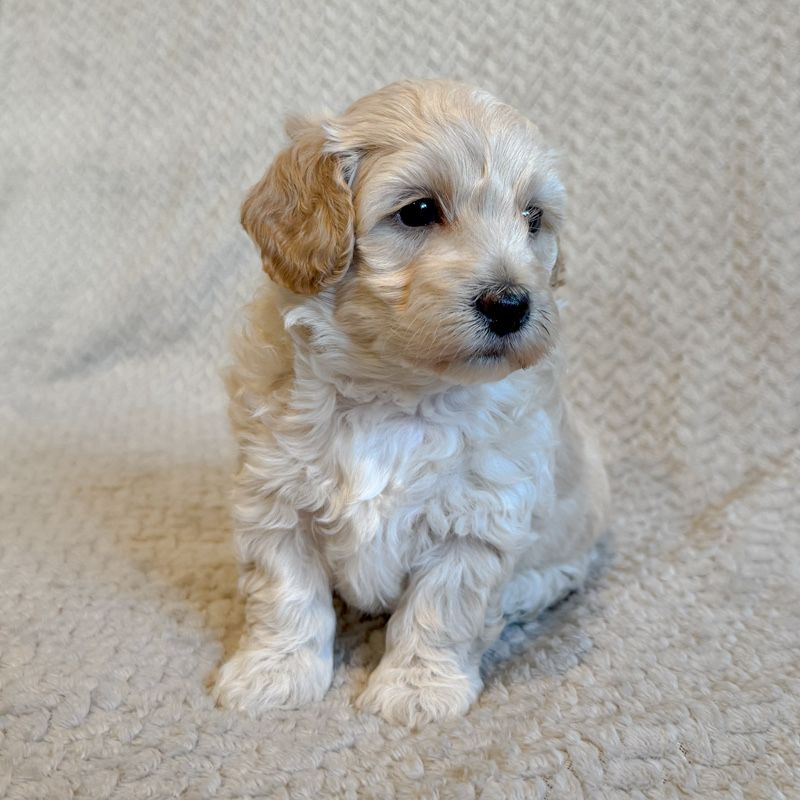 **maltipoo piesek**