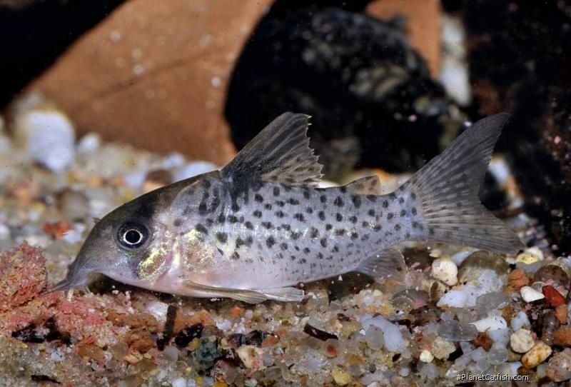 Corydoras C21 10szt. Kirysek WF