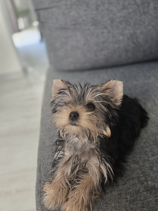 Suczka rasy Yorkshire terrier