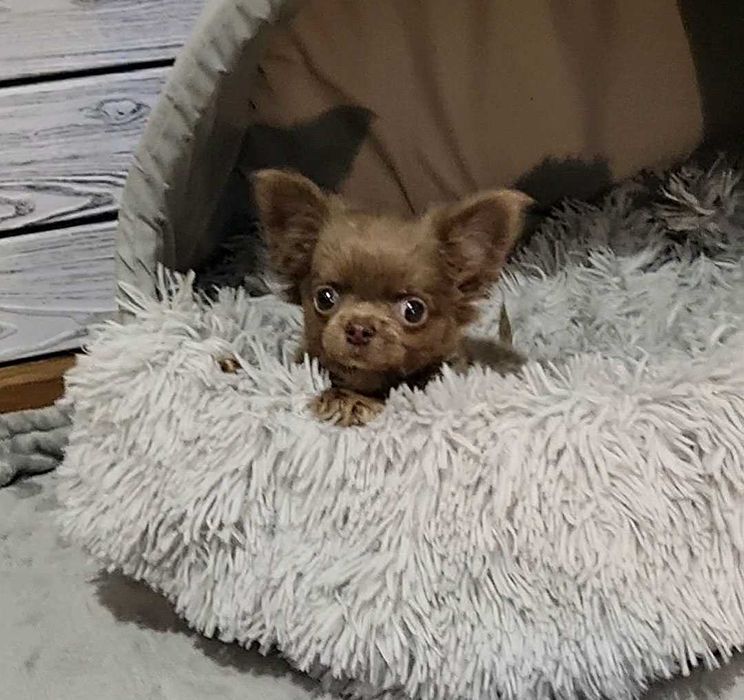 Ліловий, манюній, гарнюній