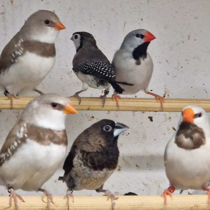 Diamante Sparrow, Goulds, Mandarins Gigantes
