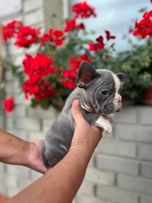 Французські бульдони міні