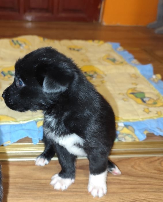 Oddam szczeniaki w dobre ręce – mix Border Collie i Labradora