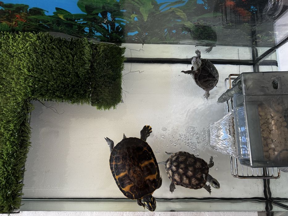 Aquário com 3 tartarugas vivas e saudáveis