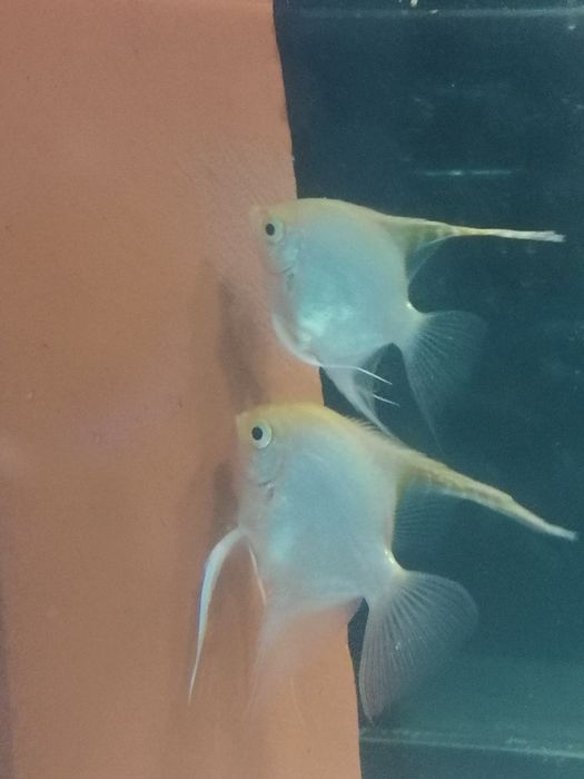 Casal de Escalares Amarelo