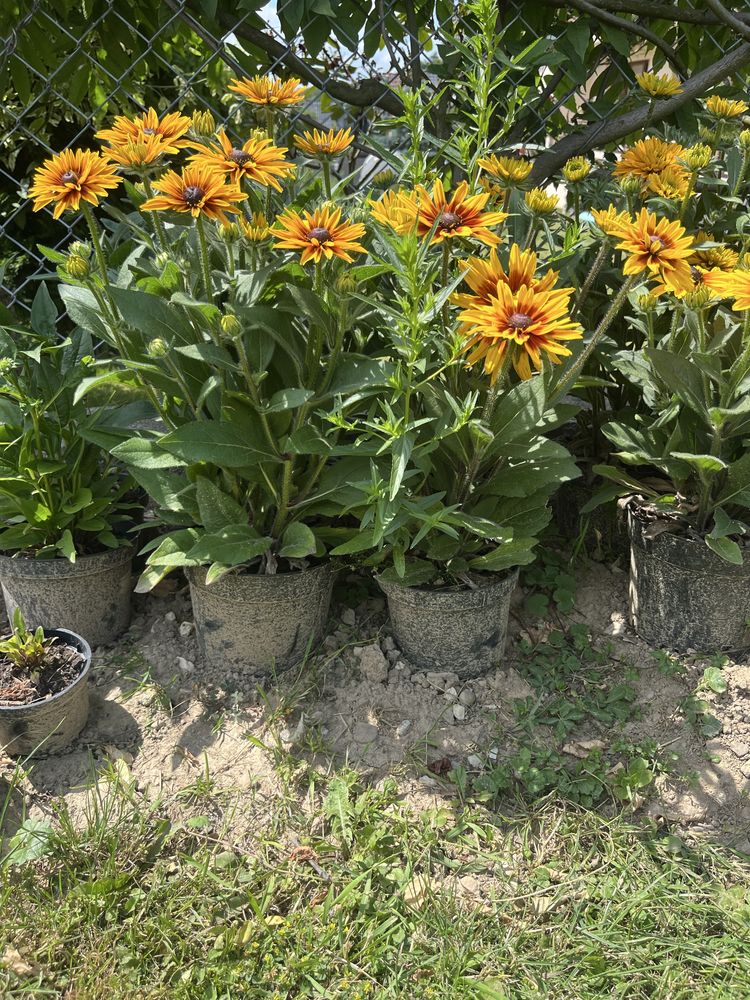 Kwiatki rudbeki