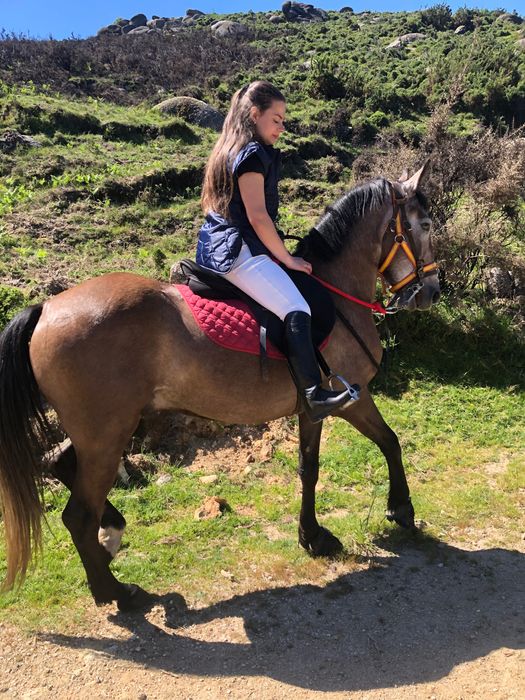 Cavalo 4 anos bom para crianças