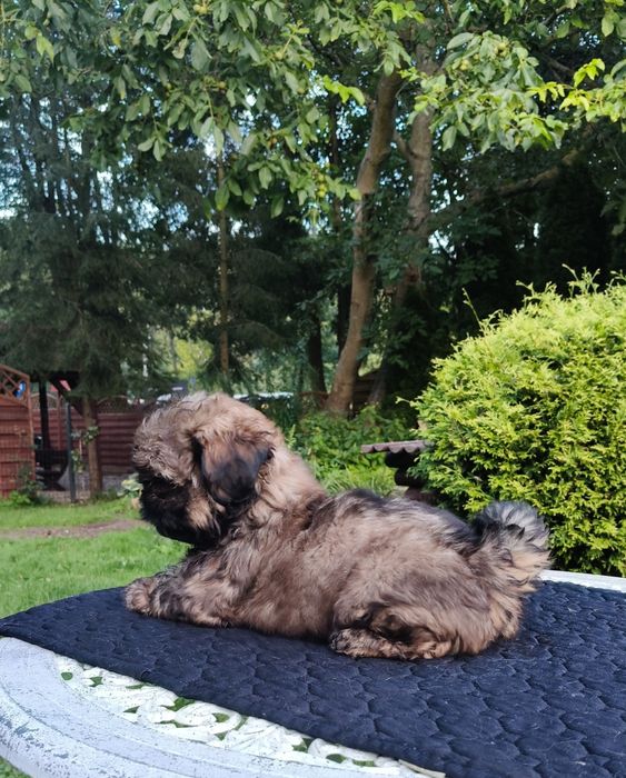 ShihTzu chłopczyk Harry