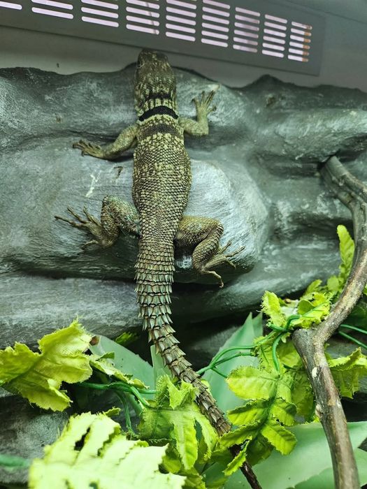 Opulurus cuvieri rarytas