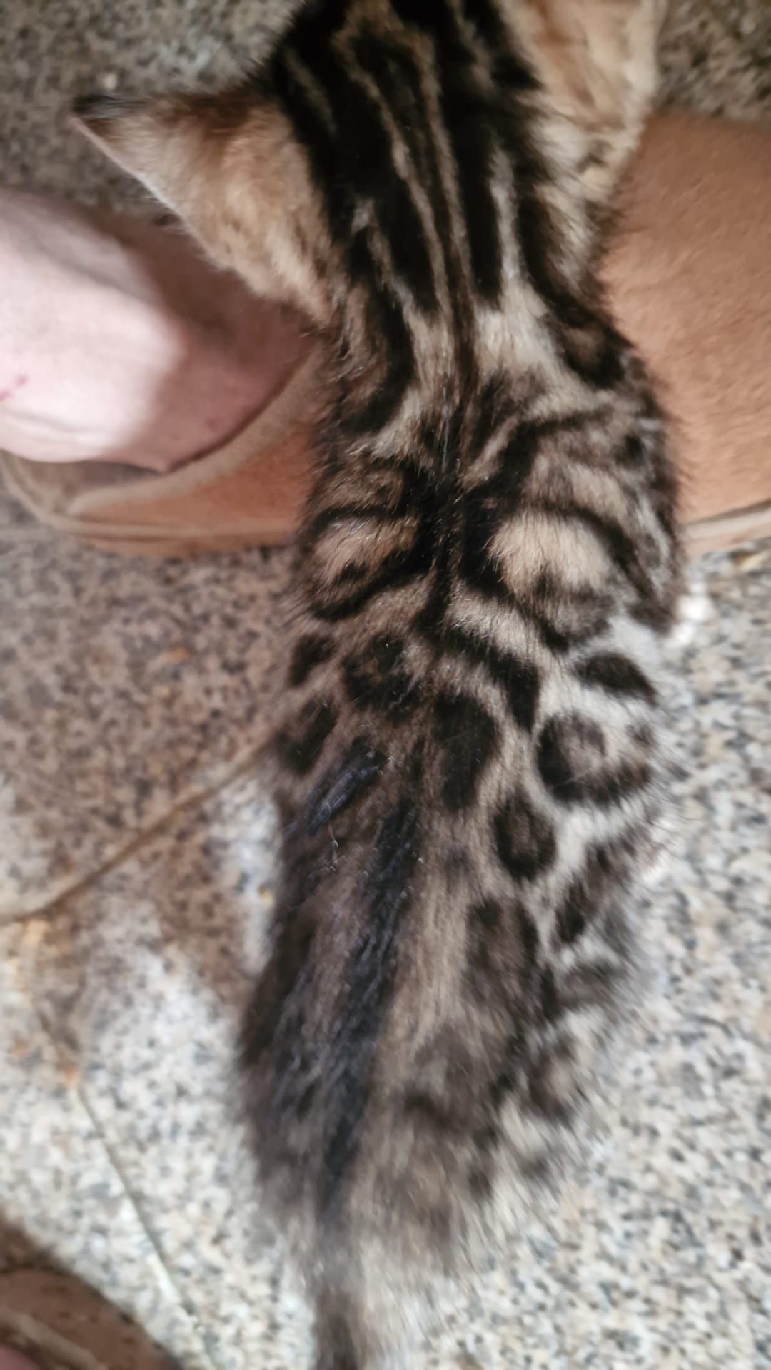 Gato bengal de excelência