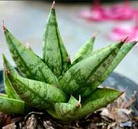 Sansevieria Ming Manee sansewieria