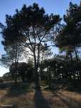 Terreno em Palmela - 33.198m2 - moradia - projecto aprovado - licença