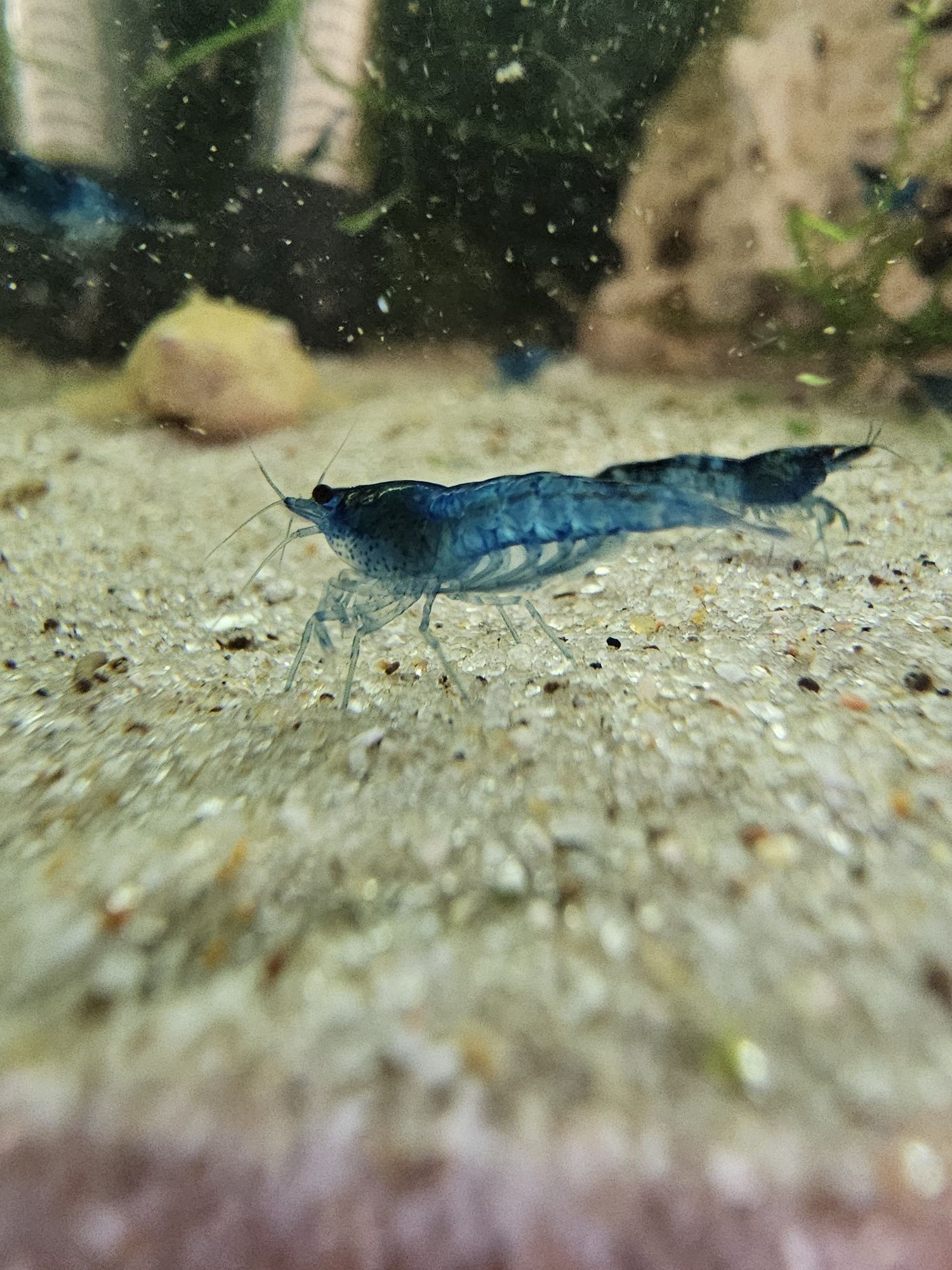 Camarões (Neocaridina) blue dream