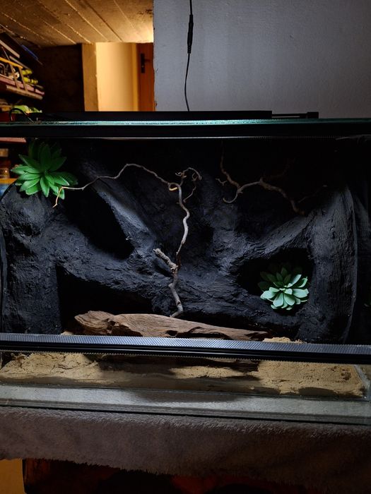 Terrarium z gekonem lamparcim gekon agama wąż