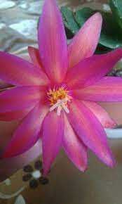 Ріпсалідопсиси , молоді рослини