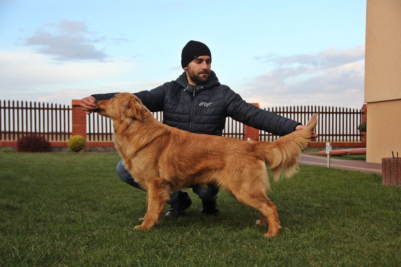 Golden Retriever reproduktor krycie Młodzieżowy Champion Polski