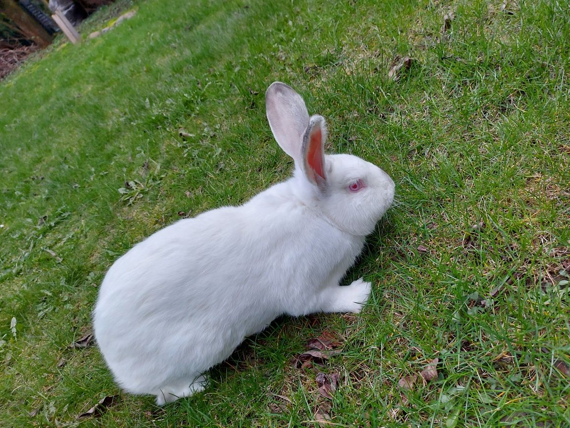 Samce 12 miesięczne waga około 6kg