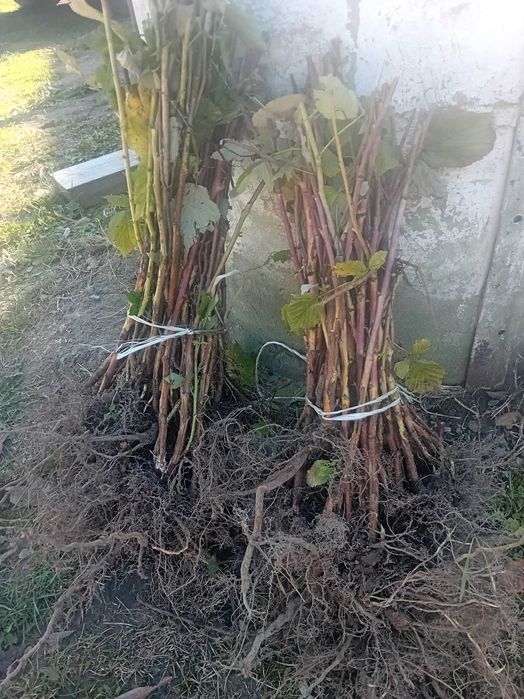 Sprzedam sadzonki malin